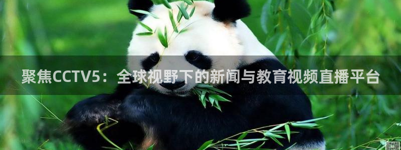 蜘蛛直播体育篮球：聚焦CCTV5：全球视野下的新闻与教育视频直播平台