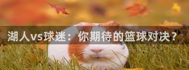 蜘蛛体育免费：湖人vs球迷：你期待的篮球对决？