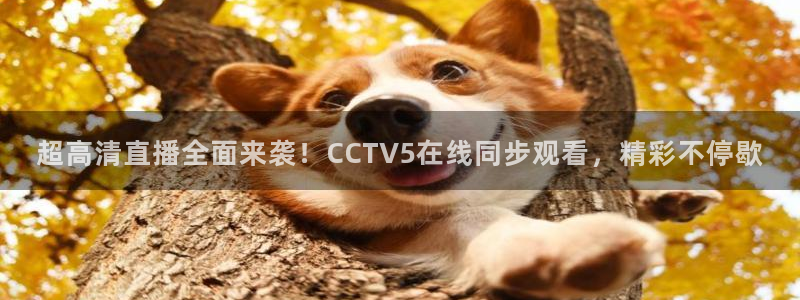 蜘蛛直播体育篮球：超高清直播全面来袭！CCTV5在线同步观看，精彩不停歇